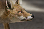 red fox