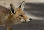 red fox
