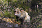 red fox