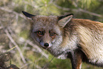 red fox