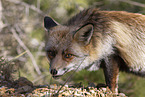 red fox
