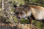 red fox