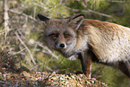 red fox