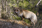 red fox