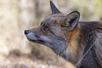red fox