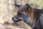 red fox