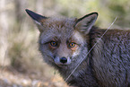 red fox