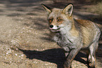 red fox