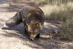 red fox