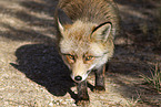 red fox