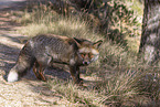 red fox
