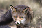 red fox