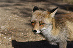red fox