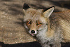 red fox