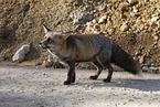red fox