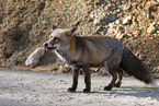 red fox