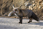 red fox