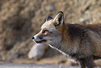 red fox