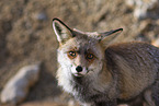 red fox