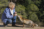 red fox