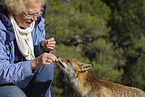 red fox