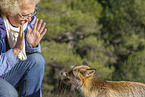 red fox