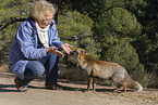 red fox