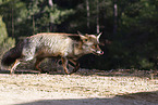 red fox