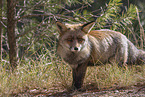 red fox