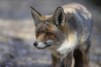 red fox