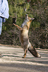 red fox