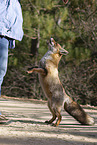 red fox