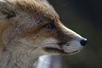 red fox