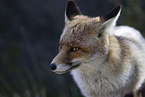 red fox