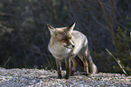 red fox