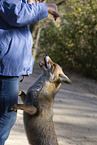 red fox