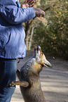 red fox