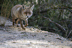 red fox