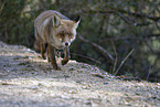 red fox