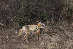 american red fox