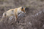 american red fox