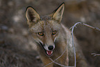 red fox
