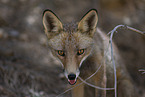 red fox
