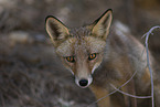 red fox