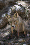 red fox