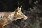 red fox
