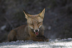 red fox