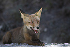 red fox