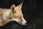 red fox