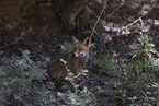 red fox